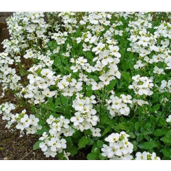 nasiona Gęsiówka biała szt.10 Flxx97