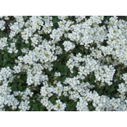 nasiona Gęsiówka biała szt.10 Flxx97