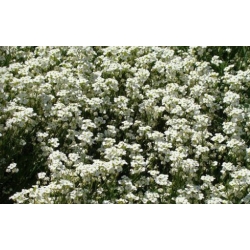 nasiona Gęsiówka biała szt.10 Flxx97