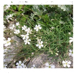 nasiona Łyszczec Gipsówka Silverstar szt.10 Flxx13