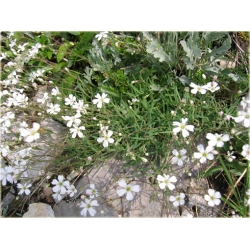 nasiona Łyszczec Gipsówka Silverstar szt.10 Flxx13