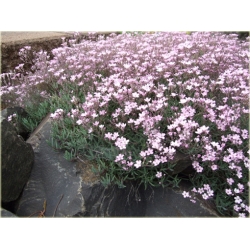 nasiona Łyszczec Gipsówka Silverstar szt.10 Flxx13