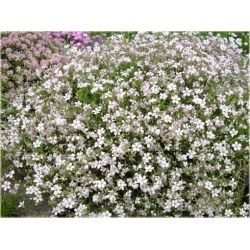 nasiona Łyszczec Gipsówka Silverstar szt.10 Flxx13