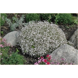 nasiona Łyszczec Gipsówka Silverstar szt.10 Flxx13