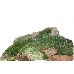 nasiona Goździcznik skalnicowy szt.10 Flxx105