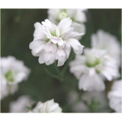 nasiona Goździcznik skalnicowy szt.10 Flxx105