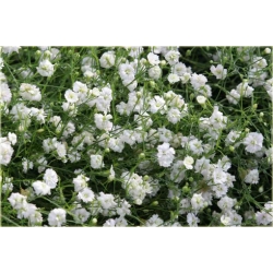 nasiona Goździcznik skalnicowy szt.10 Flxx105