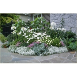 nasiona Goździcznik skalnicowy szt.10 Flxx105