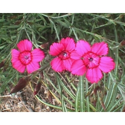 nasiona Goździk kropkowany brillant szt.10 Flxx89