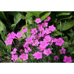 nasiona Goździk kropkowany brillant szt.10 Flxx89