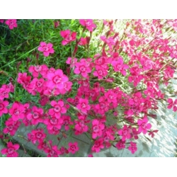 nasiona Goździk kropkowany brillant szt.10 Flxx89