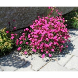 nasiona Goździk kropkowany brillant szt.10 Flxx89