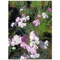 nasiona Goździk pierzasty szt.10 Flxx91