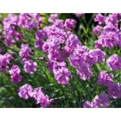 nasiona Goździk pierzasty szt.10 Flxx91