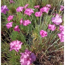 nasiona Goździk pierzasty szt.10 Flxx91