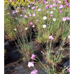 nasiona Goździk pierzasty szt.10 Flxx91