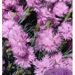 nasiona Goździk pierzasty szt.10 Flxx91