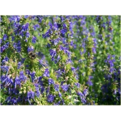 nasiona Hyzop lekarski szt.10 Flxx124