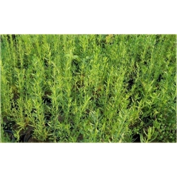 nasiona Hyzop lekarski szt.10 Flxx124