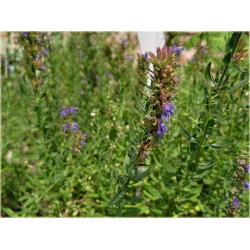 nasiona Hyzop lekarski szt.10 Flxx124