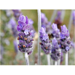 nasiona Hyzop lekarski szt.10 Flxx124