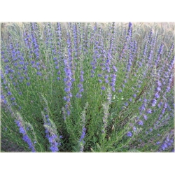 nasiona Hyzop lekarski szt.10 Flxx124