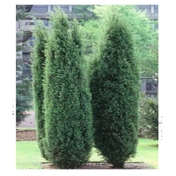 nasiona Jałowiec chiński szt.10 Flxx43