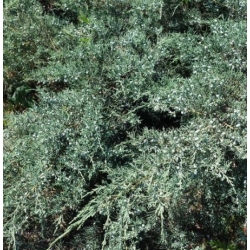 nasiona Jałowiec chiński szt.10 Flxx43