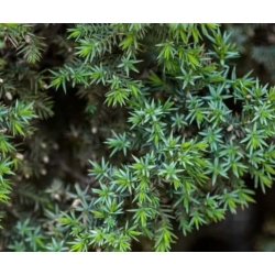 nasiona Jałowiec chiński szt.10 Flxx43