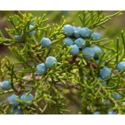 nasiona Jałowiec wirginijski szt.10 Flxx45