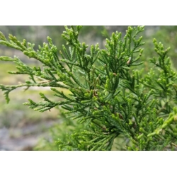 nasiona Jałowiec wirginijski szt.10 Flxx45