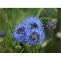 nasiona Jasieniec trwały szt.10 Flxx118