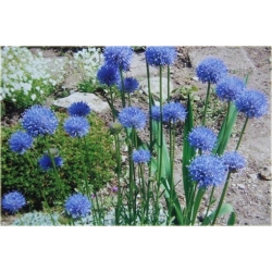 nasiona Jasieniec trwały szt.10 Flxx118