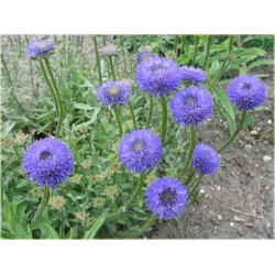 nasiona Jasieniec trwały szt.10 Flxx118