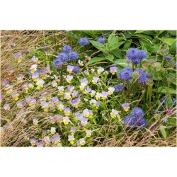 nasiona Jasieniec trwały szt.10 Flxx118