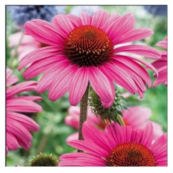 nasiona Jeżówka purpurowa rudbekia szt.10 Flxx93