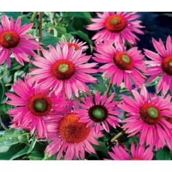 nasiona Jeżówka purpurowa rudbekia szt.10 Flxx93