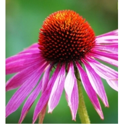 nasiona Jeżówka purpurowa rudbekia szt.10 Flxx93