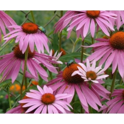 nasiona Jeżówka purpurowa rudbekia szt.10 Flxx93