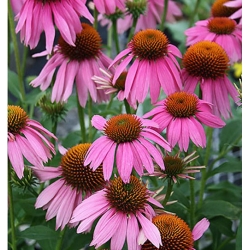 nasiona Jeżówka purpurowa rudbekia szt.10 Flxx93