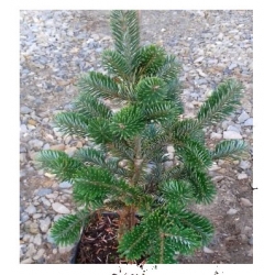 nasiona Jodła Frasera szt.5 Flxx27