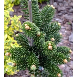 nasiona Jodła Frasera szt.5 Flxx27