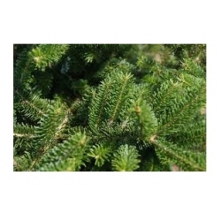 nasiona Jodła Frasera szt.5 Flxx27