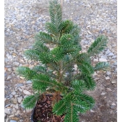 nasiona Jodła Frasera szt.5 Flxx27