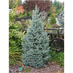 nasiona Jodła górska szt.5 Flxx30