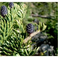 nasiona Jodła górska szt.5 Flxx30