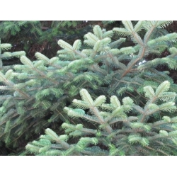 nasiona Jodła grecka szt.5 Flxx22