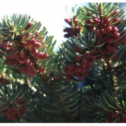 nasiona Jodła grecka szt.5 Flxx22