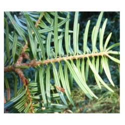 nasiona Jodła japońska szt.5 Flxx26