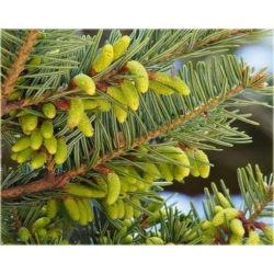 nasiona Jodła japońska szt.5 Flxx26